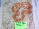 2004-C1 M Amel Het Butter Stripe
