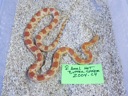 2004-C4 F Amel Het Butter Stripe