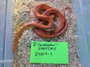 2007 F Sunglow Motley