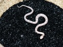 2010 M Snow Het Lavender