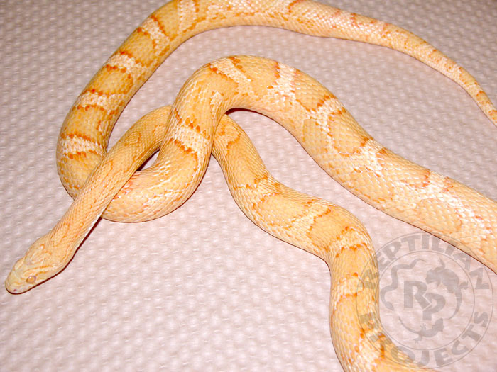CornButter_Female.jpg